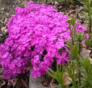 Sybil's phlox