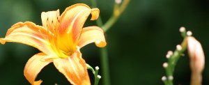 daylilly