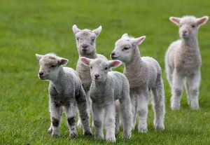 lambs