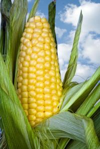 corn