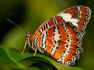 Orange Lacewing Butterfly