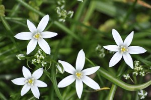 Star of Jerusalem flowers and buds