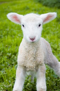 lamb
