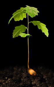 oak_seedling