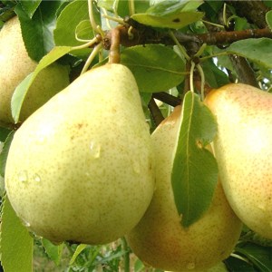 pear