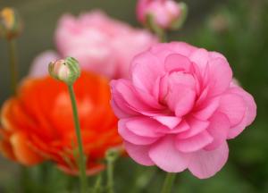 beautiful%20fragrant%20flowers