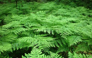 bracken-fern-4