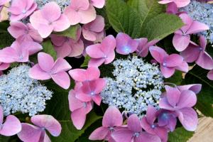 pink-hydrangeas