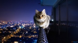 fearless cat