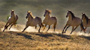 wild-horses-running
