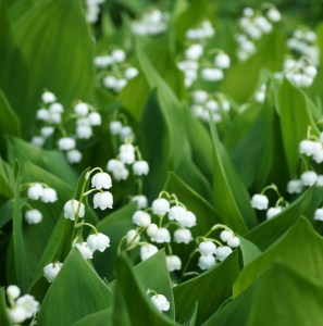 lily-of-the-valley1