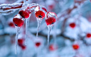 winter-nature-photography-nature-backgrounds-snow-backgrounds-30044