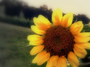another sunflower