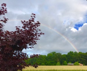 my morning rainbow